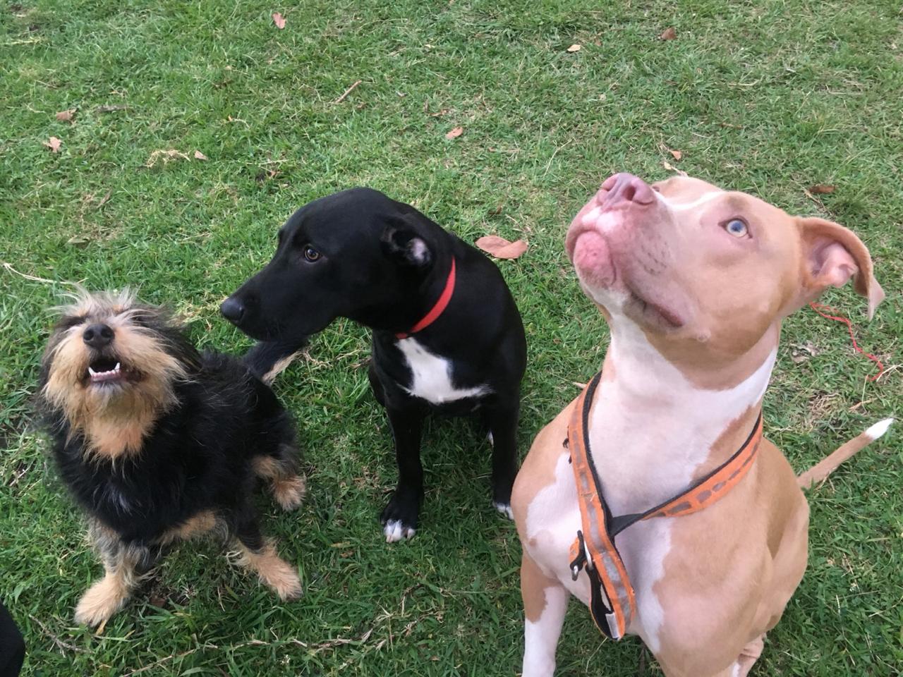 Tres perros felices jugando juntos en el pasto