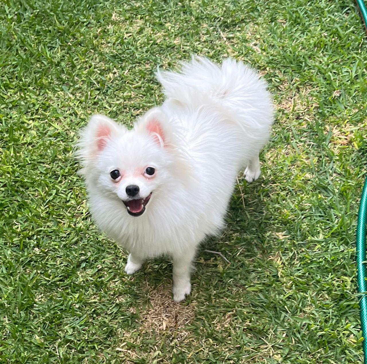 Pomerania blanco sonriendo en el jardín
