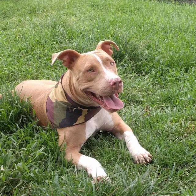 Pit bull descansando en el pasto con una bandana