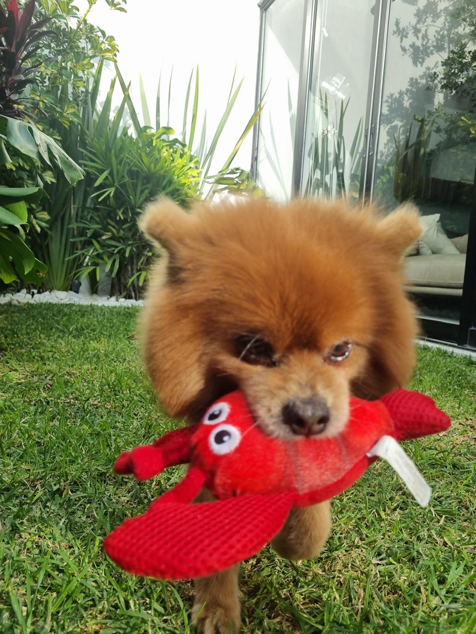 Pomerania cargando un juguete de langosta rojo en el patio